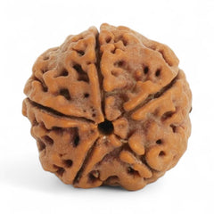 Collection image for: Rudraksha